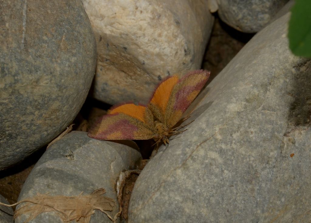 Lepidottero da identificare - Lythria cruentaria, Geometridae